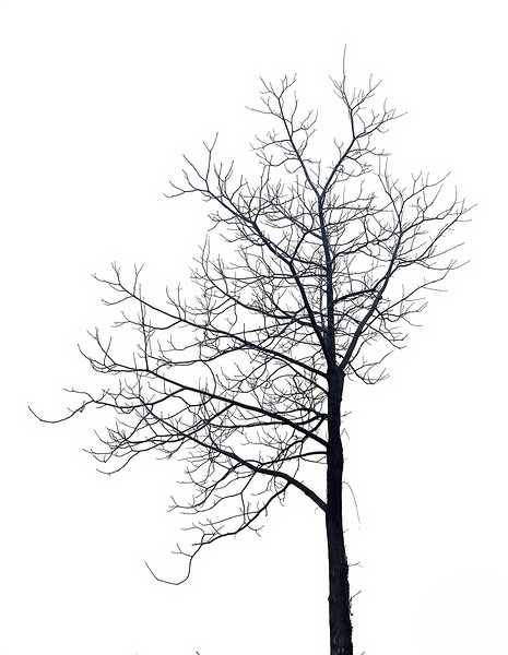 BW 11 Digital Download