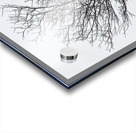 Snow white Acrylic print