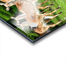 Look at me Acrylic print