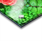 World6 Acrylic print