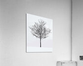 Snow white Acrylic Print