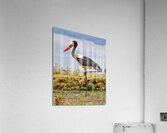 Africa Acrylic Print