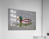 Colvert Acrylic Print