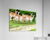 Look at me Acrylic Print