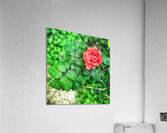 World6 Acrylic Print