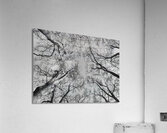 BW 4 Acrylic Print