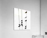 BW 8 Acrylic Print