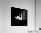 Lac des cygnes Acrylic Print