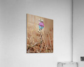 African bird Acrylic Print
