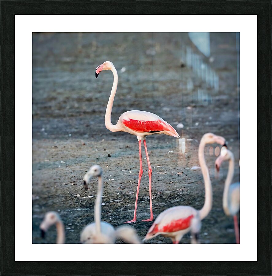 cigogne Picture Frame print