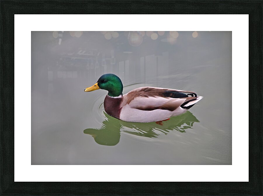 Colvert Picture Frame print