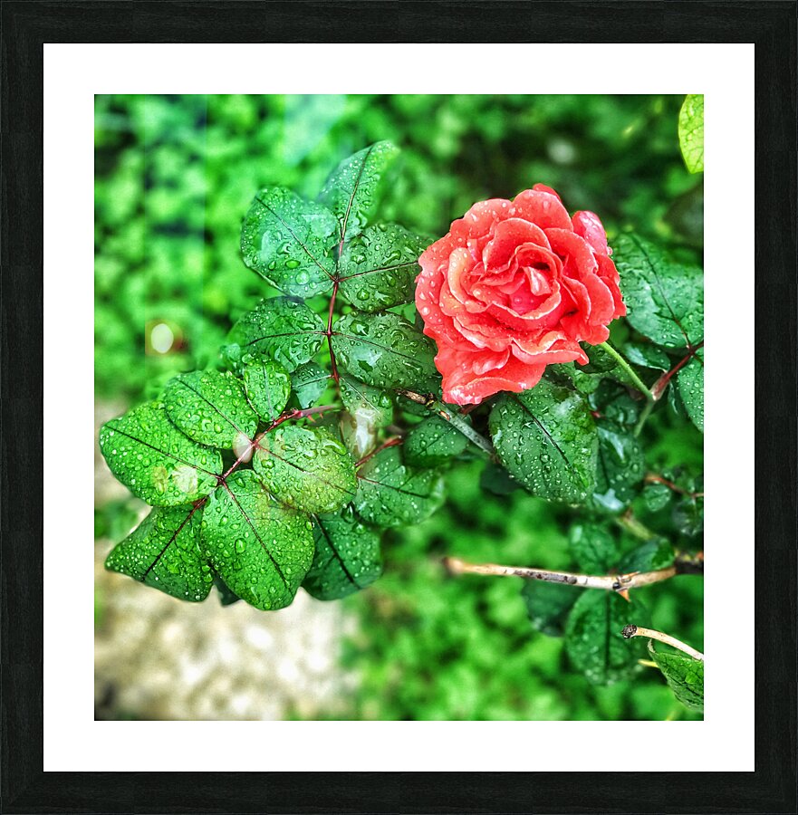 World6 Picture Frame print