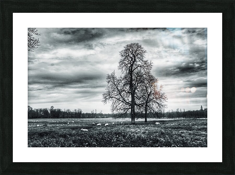 BW 5 Picture Frame print