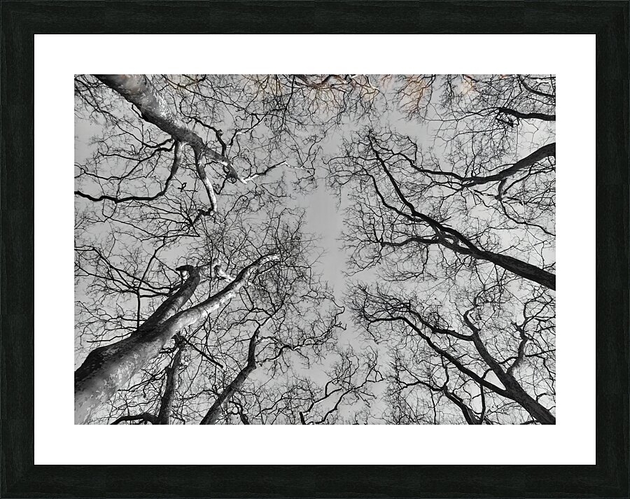 BW 4 Picture Frame print