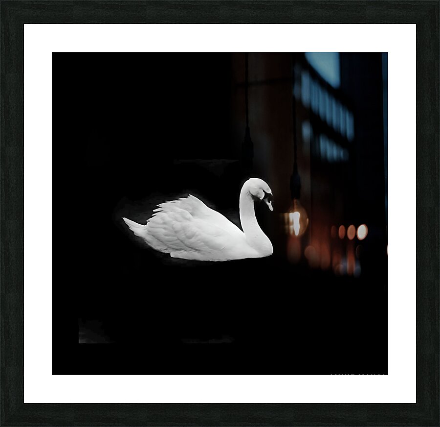 Lac des cygnes Picture Frame print