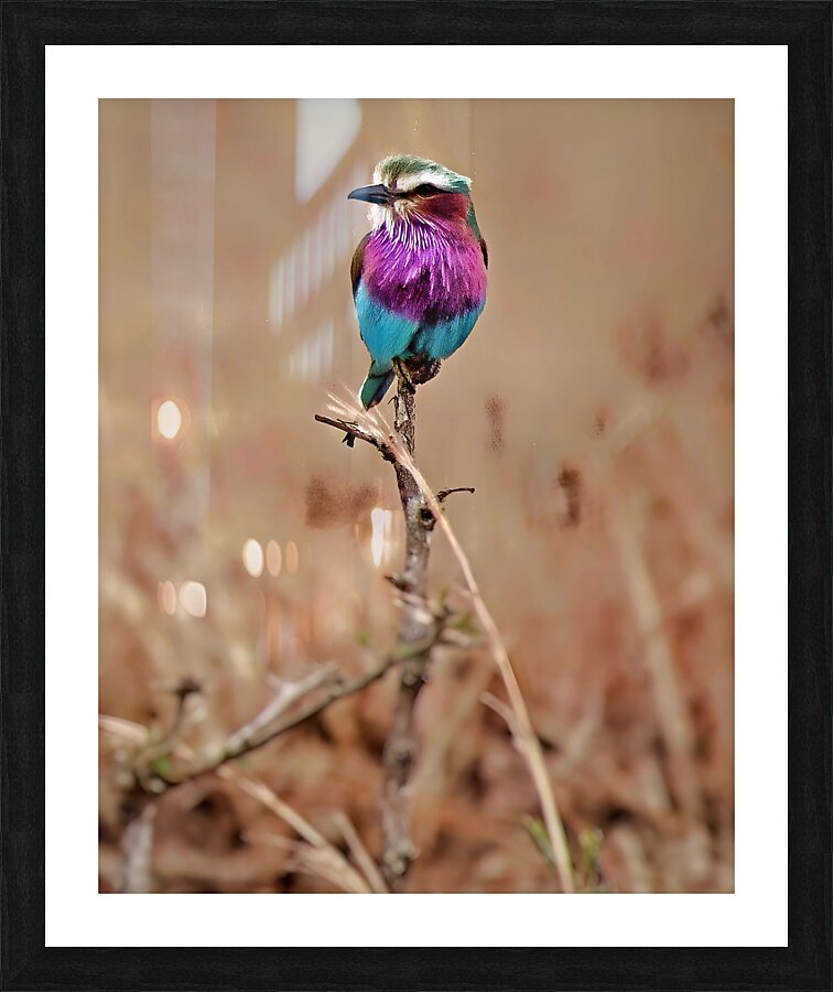 African bird Picture Frame print