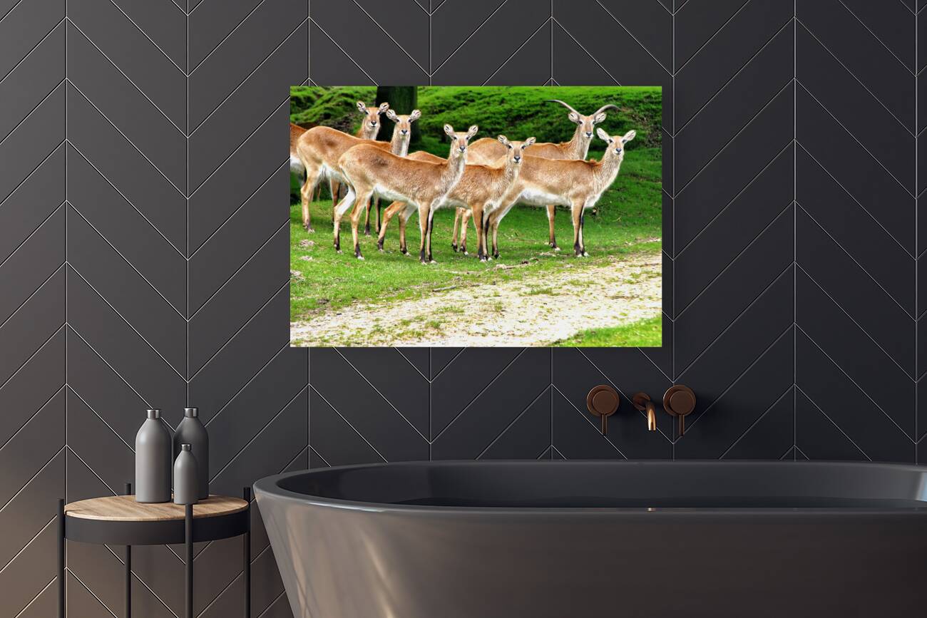 Look at me Reproduction