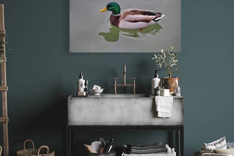 Colvert by Eddy Tales