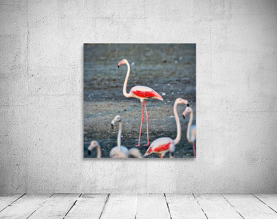 cigogne Wall Preview