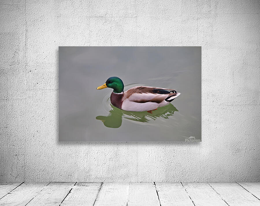 Colvert Wall Preview