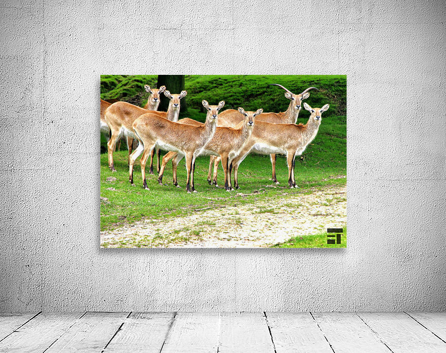 Look at me Wall Preview