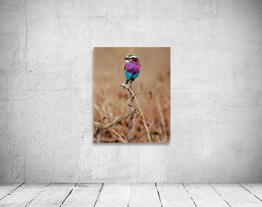 African bird Wall Preview