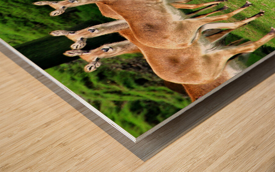 Look at me Wood print