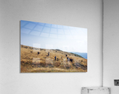 Chase  Acrylic Print