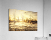Morning orchard  Acrylic Print