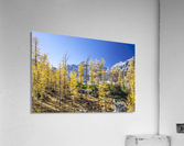 Larch hill Acrylic Print