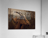 One more thorn  Acrylic Print