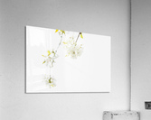 White spring Acrylic Print