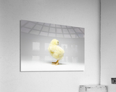 Where am I  Acrylic Print