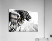 Wild days Acrylic Print