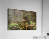 Forest life Acrylic Print