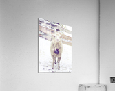 Thank you for the socks Acrylic Print