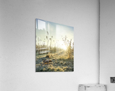 In search Acrylic Print