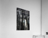 Forest ecosystem  Acrylic Print
