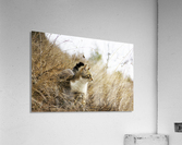 Morning hunt Acrylic Print