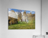 Man against beast  Acrylic Print