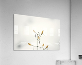 Snow plant Acrylic Print