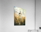 Foggy field  Acrylic Print