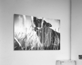 Black dog Acrylic Print