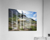 Back to bed Acrylic Print