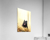 The dog's life Acrylic Print