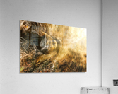 Sniff  Acrylic Print