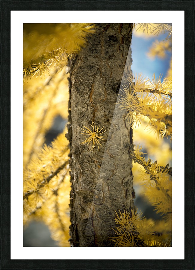 Lost in tellow Picture Frame print