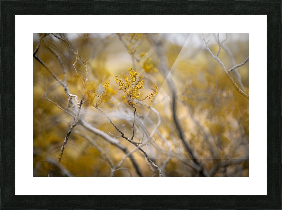 Desert rose Picture Frame print