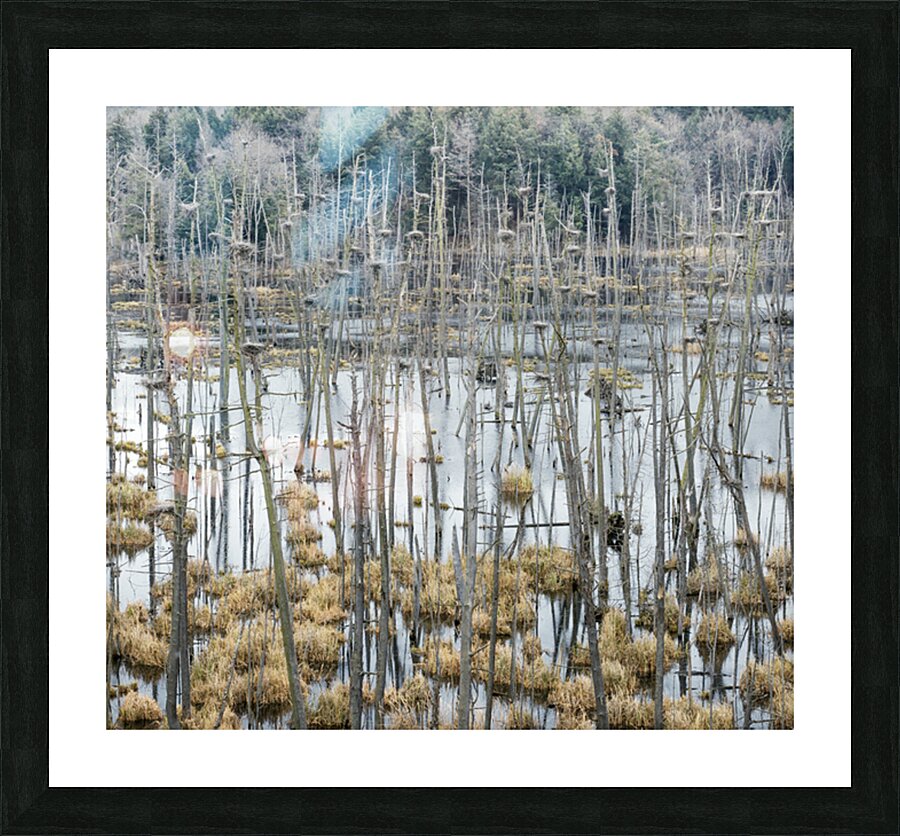  Fine Art print