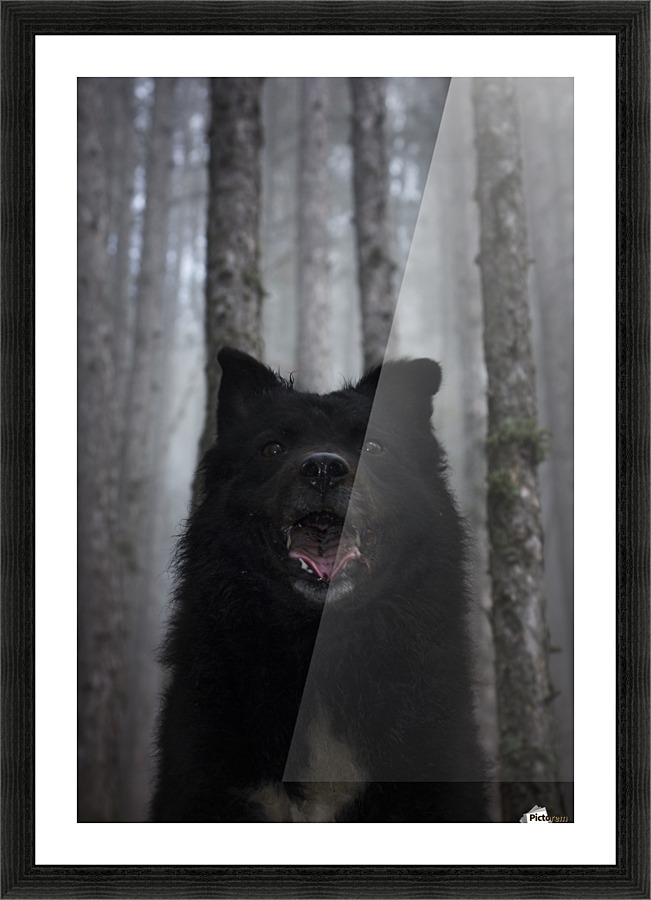 Home in forest  Picture Frame print